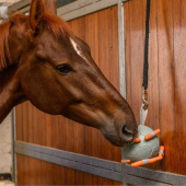 Paardenspeelgoed Carrot Ball Groen Paardenspeelgoed Carrot Ball Groen