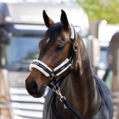 Halster Fauxfur Double Pin Zwart Halster Fauxfur Double Pin Zwart