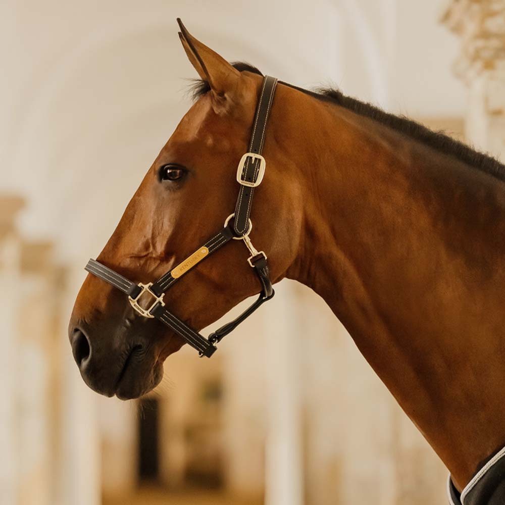 Leren halster Artificial Wellington Zwart