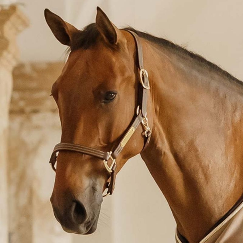 Leren halster Artificial Wellington Bruin