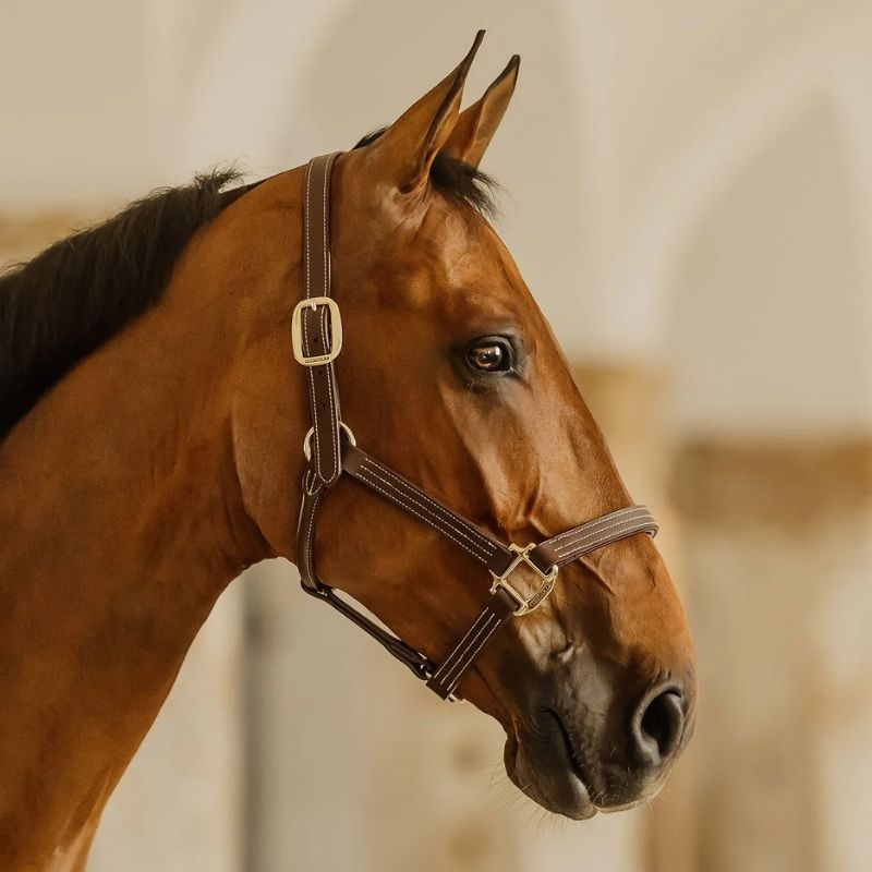 Leren halster Artificial Wellington Bruin