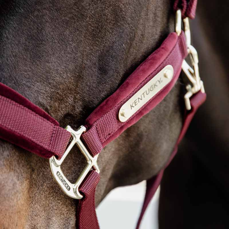 Halster Velvet Bordeaux