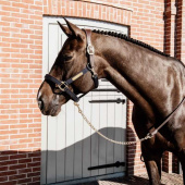 Halstertouw met Ketting Artificial Leather Bruin Halstertouw met Ketting Artificial Leather Bruin