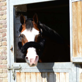 Sheepskin-set voor Halster Zwart Sheepskin-set voor Halster Zwart