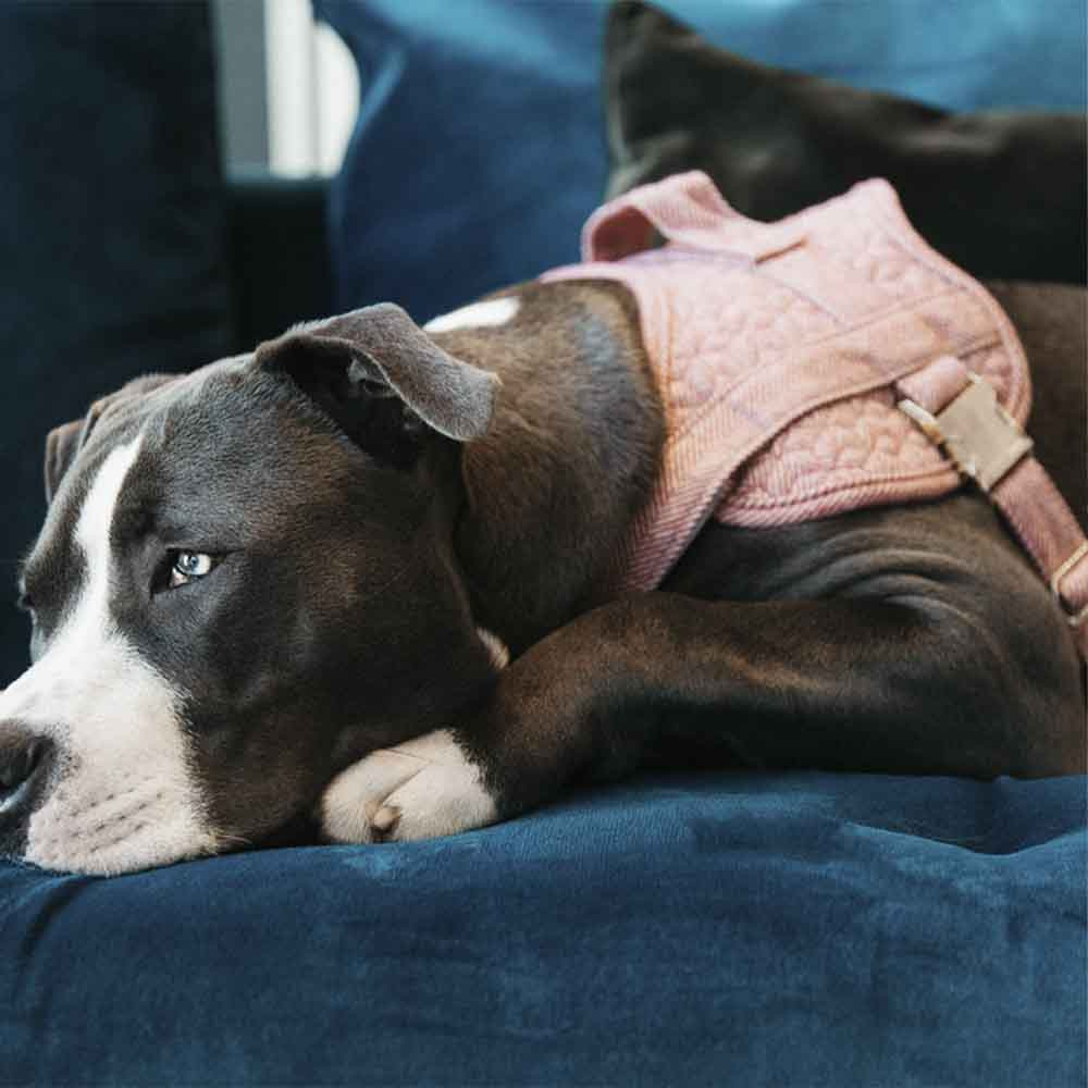 Hondentuig Wool Roze