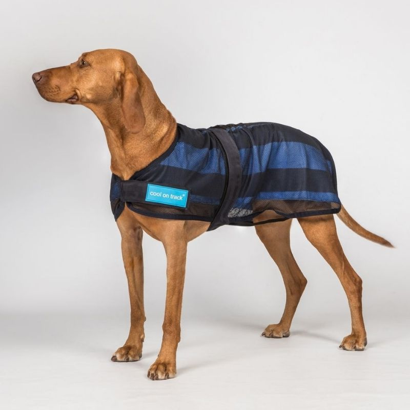 Koeljas Hond Cool on Track 2.0 Blauw