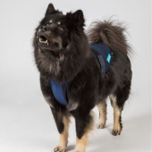 Koel Hondentuig Cool on Track Blauw Koel Hondentuig Cool on Track Blauw