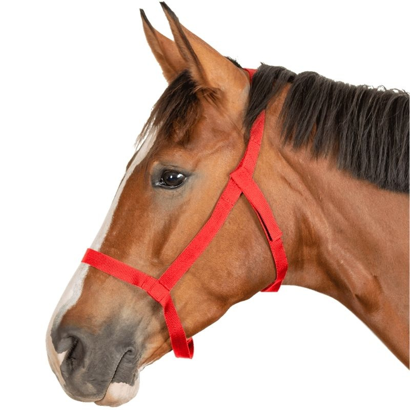 Weidehalster Grazing Rood