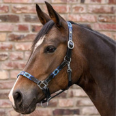 Leren halster Polo X-Line Zwart/Blauw Leren halster Polo X-Line Zwart/Blauw