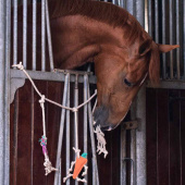 Paarden Speelgoed Box Hanger in Suède Paarden Speelgoed Box Hanger in Suède