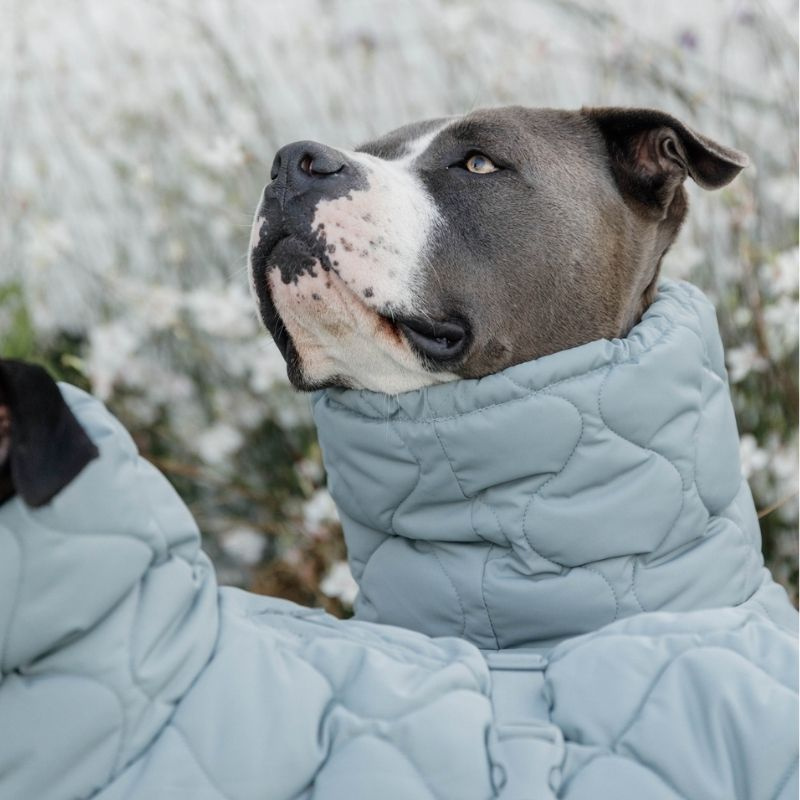 Hondenjas Winter Pina 160g Blauw
