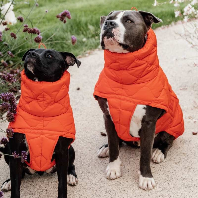 Hondenjas Winter Pina 160g Oranje
