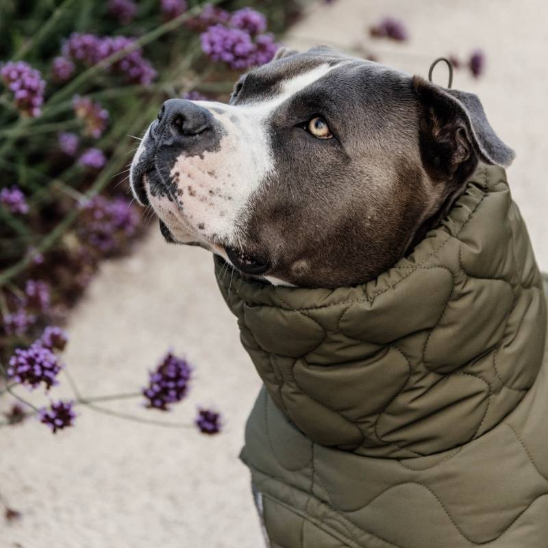Hondenjas Winter Pina 160g Groen