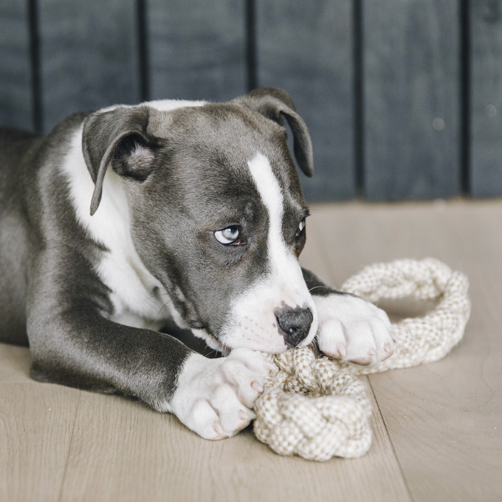 Hondenspeelgoed Cotton Rope Beige
