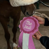 Paardenspeelgoed HS Prijsrozet The Best Roze Paardenspeelgoed HS Prijsrozet The Best Roze