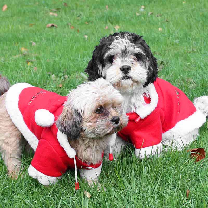 Hondentrui Kerst met Capuchon Rood/Wit