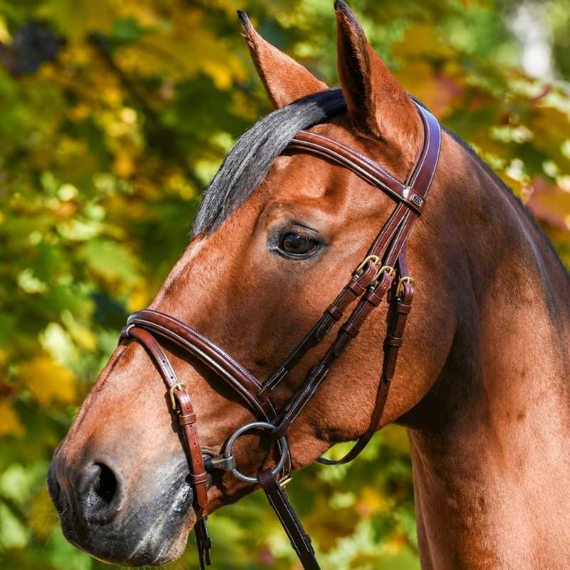 Hoofdstel Wynswood E-logo Bruin/Messing