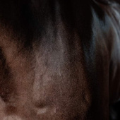 Vachtglans Super Shine Gloss Gel Almond 250ml Vachtglans Super Shine Gloss Gel Almond 250ml