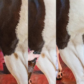 Droogshampoo Green Spot & Dust Remover Almond 500ml Droogshampoo Green Spot & Dust Remover Almond 500ml