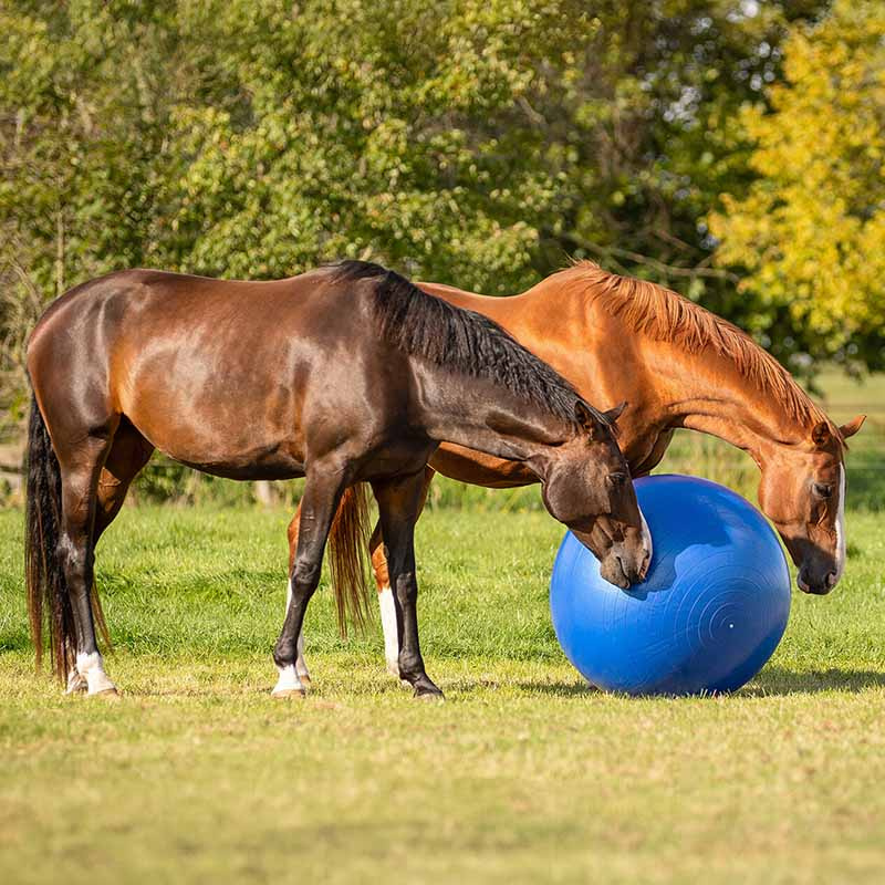 Paardenvoetbal Blauw