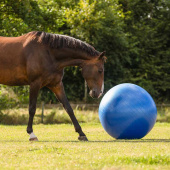 Paardenvoetbal Blauw Paardenvoetbal Blauw