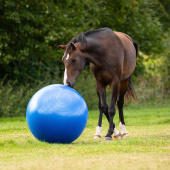 Paardenvoetbal Blauw Paardenvoetbal Blauw