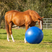 Paardenvoetbal Blauw Paardenvoetbal Blauw