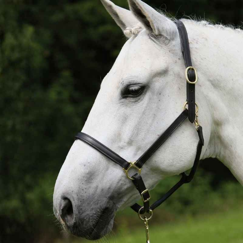 Leren halster Robust Zwart
