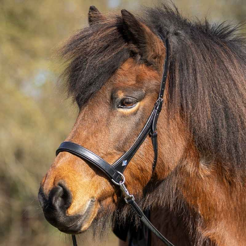 Bitloos hoofdstel Fjara Icelandic Zwart