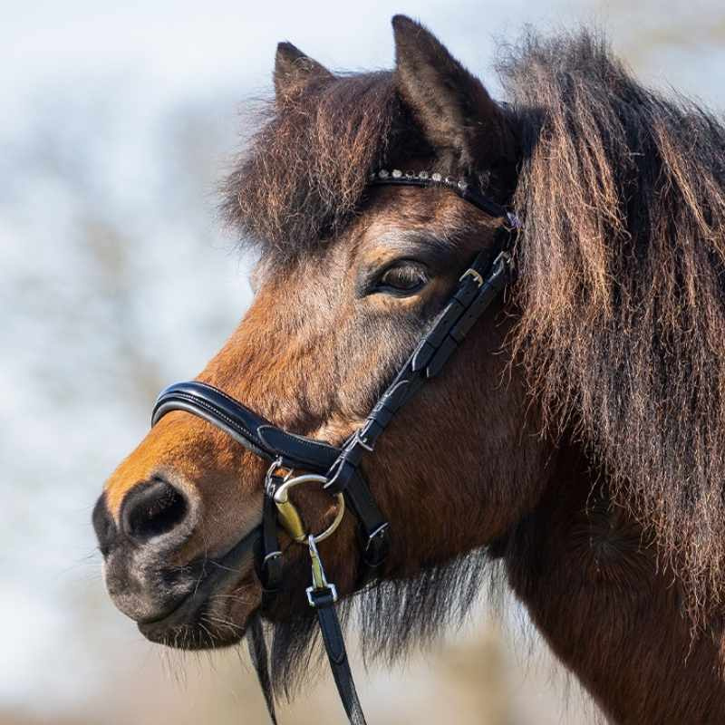 Hoofdstel Fjara Icelandic Zwart