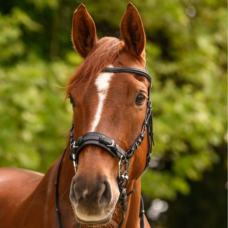 Hackamore hoofdstel Sensitive X-Line Zwart