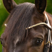 Frontriem Shine X-Line Bruin/Toffee Frontriem Shine X-Line Bruin/Toffee
