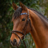 Frontriem Polo X-Line Blauw/Bruin Frontriem Polo X-Line Blauw/Bruin