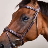 Hoofdstel Gecombineerde Neusriem Dyon Collection Bruin Hoofdstel Gecombineerde Neusriem Dyon Collection Bruin