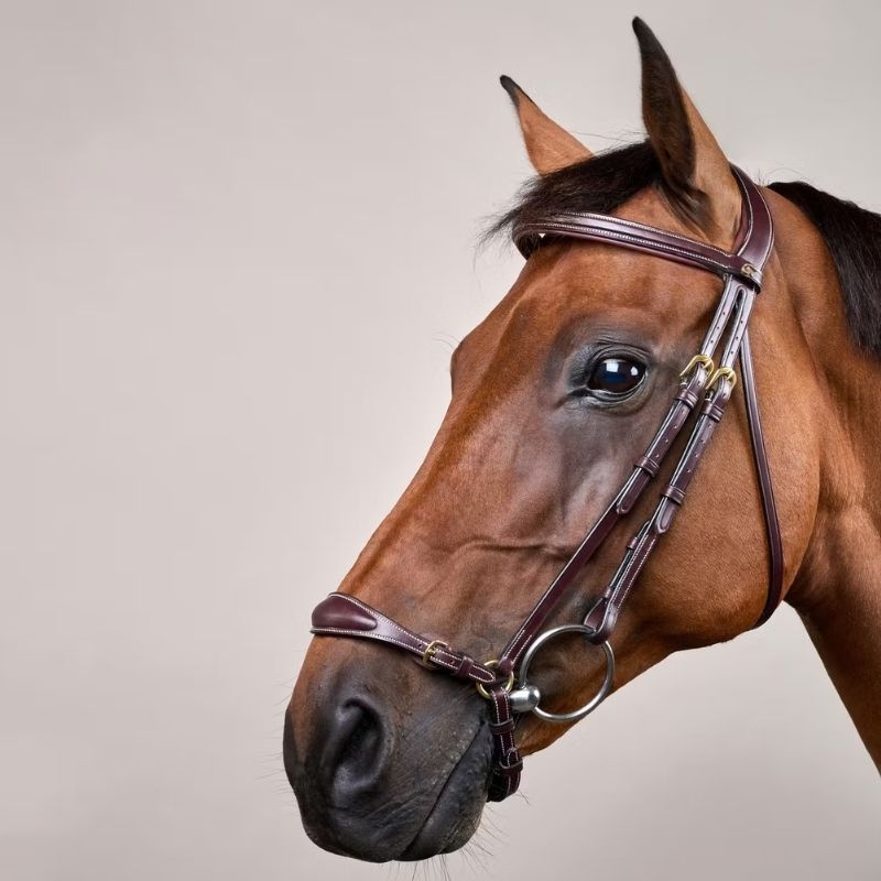 Hannoveraanse Hoofdstel Dyon Collection Bruin