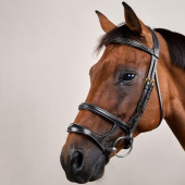Hoofdstel Dubbele Neusriem Dyon Collection Zwart Hoofdstel Dubbele Neusriem Dyon Collection Zwart