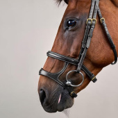 Hoofdstel Dubbele Neusriem Dyon Collection Zwart Hoofdstel Dubbele Neusriem Dyon Collection Zwart