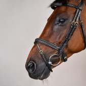Hoofdstel Gecombineerde Neusriem Plaited Dyon Collection Zwart Hoofdstel Gecombineerde Neusriem Plaited Dyon Collection Zwart