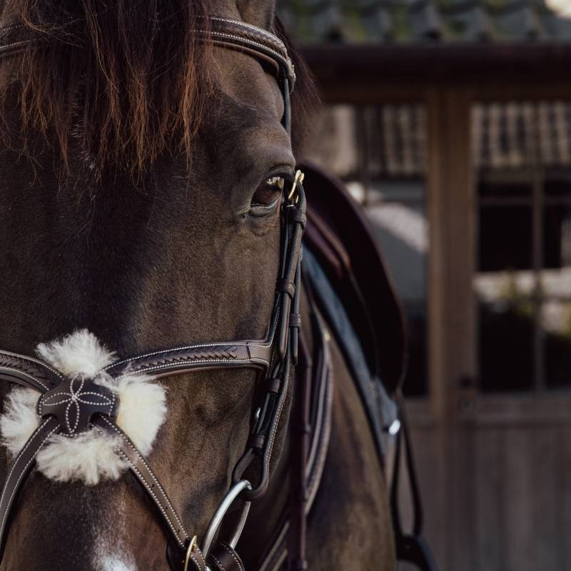 Hoofdstel Mexicaanse Neusriem Plaited Dyon Collection Bruin
