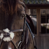 Hoofdstel Mexicaanse Neusriem Plaited Dyon Collection Bruin Hoofdstel Mexicaanse Neusriem Plaited Dyon Collection Bruin