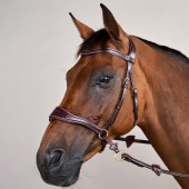 Hoofdstel D Motion Dyon Collection Bruin Hoofdstel D Motion Dyon Collection Bruin