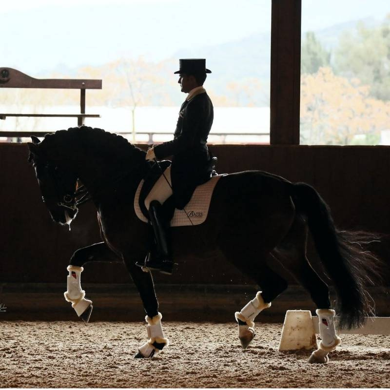 Dressuur beenbeschermers Prince Sensitive+ Front Wit