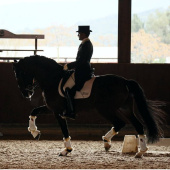 Dressuur beenbeschermers Prince Sensitive+ Front Wit Dressuur beenbeschermers Prince Sensitive+ Front Wit