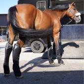 Transportbeschermers Pro-Safe Rear Zwart Transportbeschermers Pro-Safe Rear Zwart
