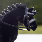 Hoofdstel Toy Pony Zwart Hoofdstel Toy Pony Zwart