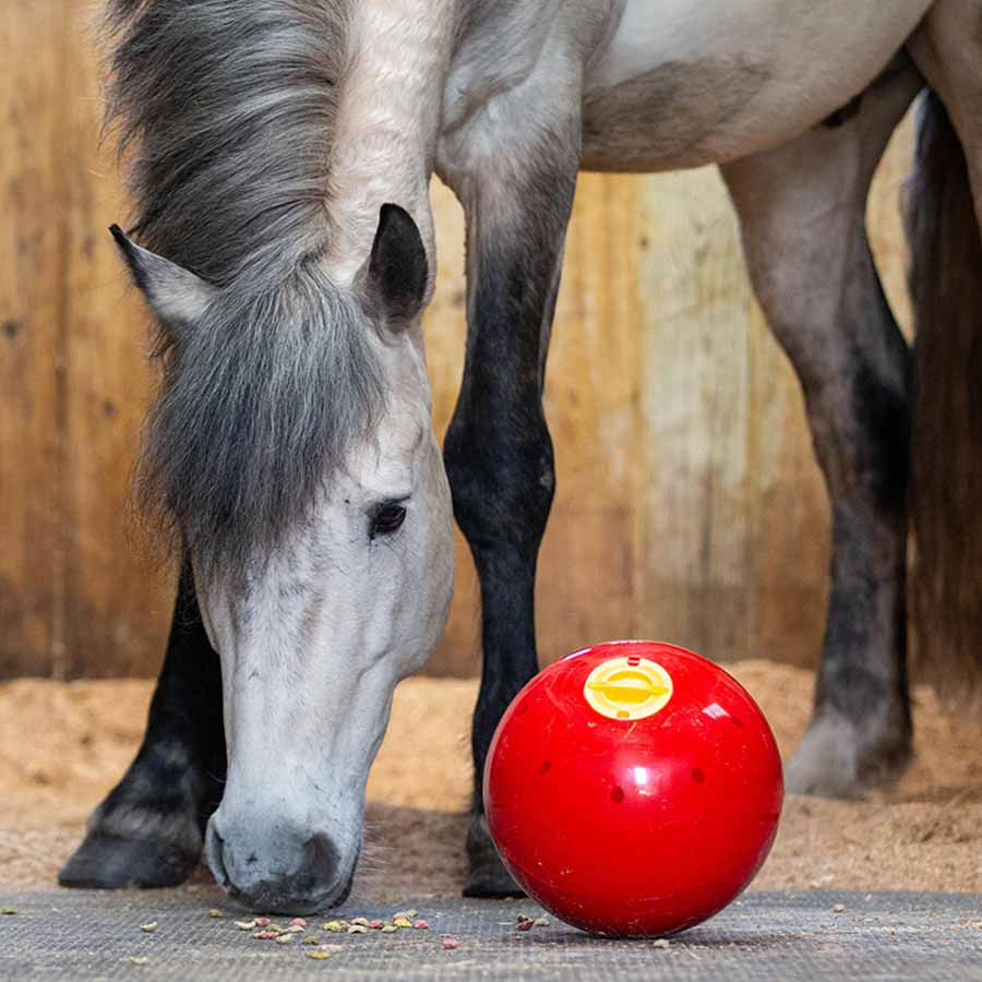 Snoepbal Snak-a-Ball Niveau 2 Rood