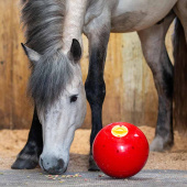 Snoepbal Snak-a-Ball Niveau 2 Rood Snoepbal Snak-a-Ball Niveau 2 Rood