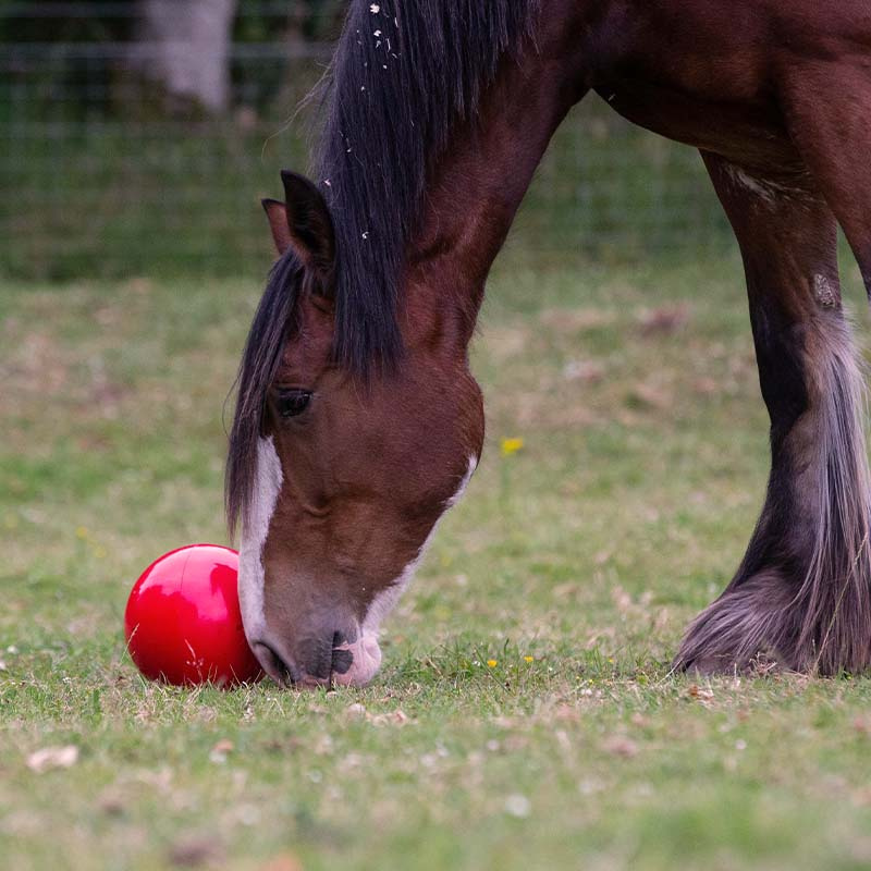 Snoepbal Snak-a-Ball Niveau 2 Rood