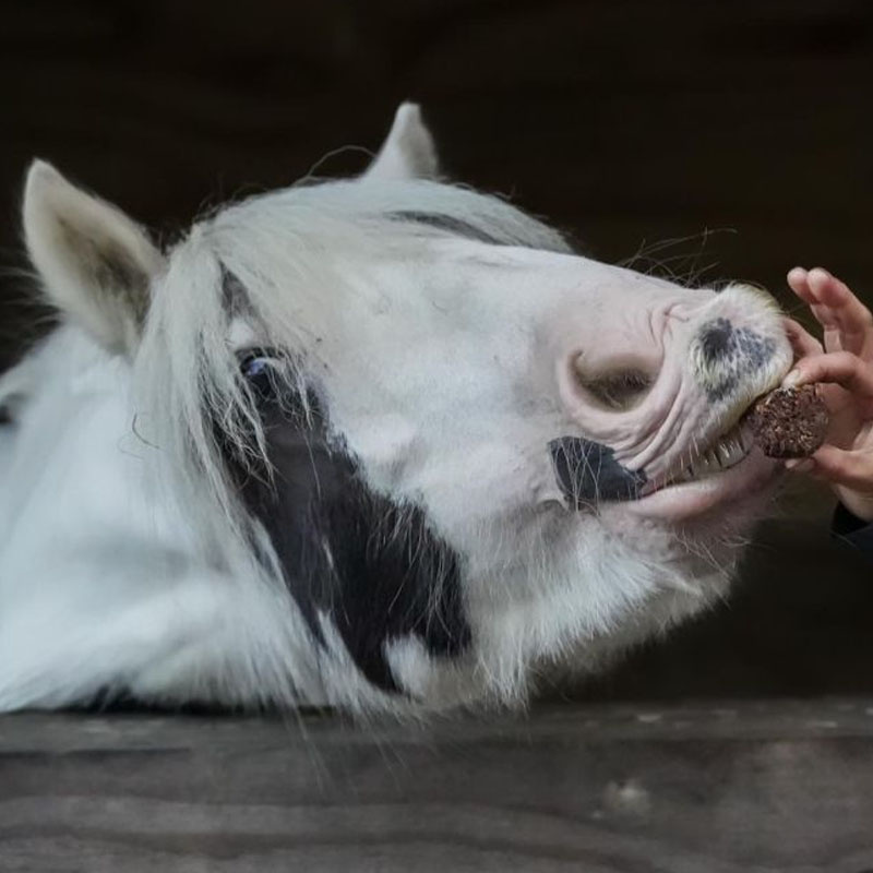 Paardensnacks Stud Muffins 3st