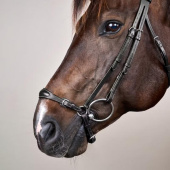 Hannoveraanse Hoofdstel New English Collection Zwart Hannoveraanse Hoofdstel New English Collection Zwart